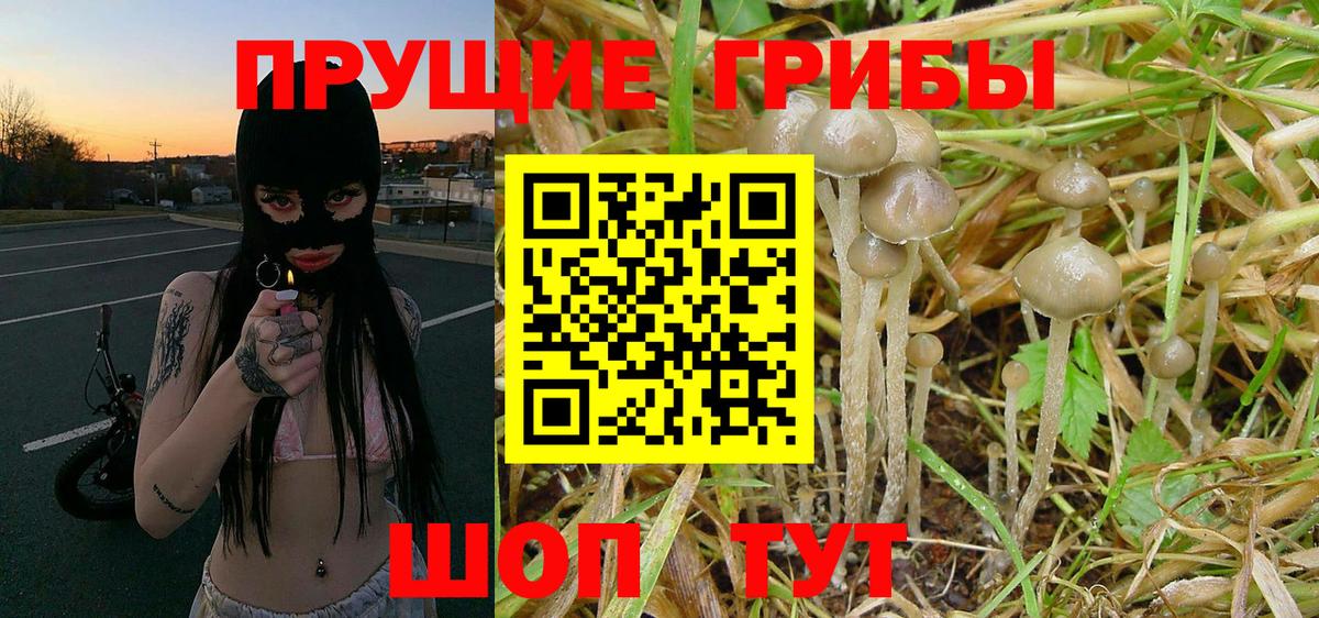 Галлюциногенные грибы Psilocybe  где продают   Сургут 